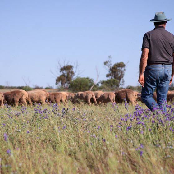Pastoralist walking through restored grassland